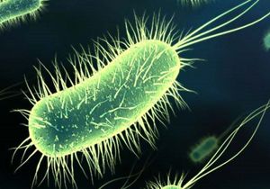 lmcl Bakterinin Kayna Bulunuyor