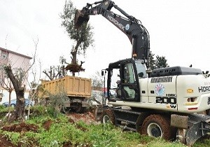 Kepez Belediyesi Kentsel Dönüşüm Alanında Kalan Ağaçları taşıyor