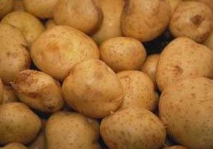 Patates reticileri Birlii, Eyleme Gidiyor