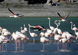 Flamingolar Akgl e Snd