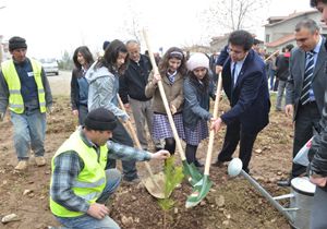 Denizli Belediyesi 950 am Fidan Dikti