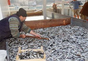 Diyarbakrda 18 Ton Hamsi Datld