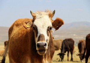 Dve Kesimi Yasa Kurbanlk Fiyatlarn Etkileyecek Mi?