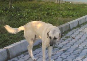 stanbulda Kuduz Karantinas