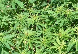 Dev marihuana operasyonu