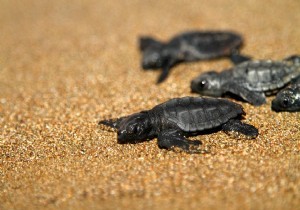 Kemer de Caretta Carettalara Koruma Alan