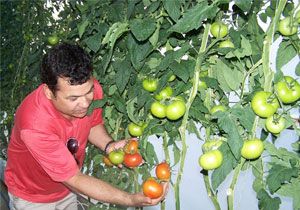 Antalyada Domates 2 Lira