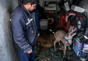 Hatay da Balklar Denizde Karaca Buldu