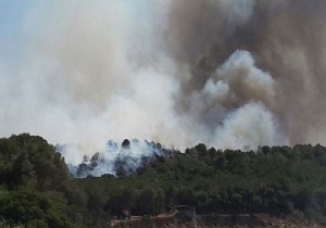 Gelibolu Yarmadas nda Orman Yangn