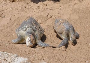 Alanya da ki Caretta Caretta ls Sahile Vurdu