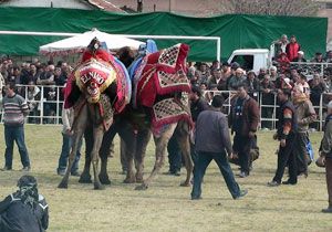 demite Deve Grei Festivali