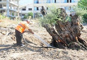 Girne Belediyesi, Zeytin Aalarna Sahip kt
