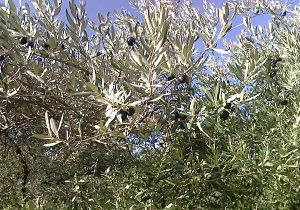 Girne Zeytin Hasadna Hazrlanyor