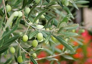 skele de Zeytin Hasadna Balama Tarihleri Akland