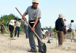 Japonlarn da Trkiye de Bir Dikili Aac Oldu