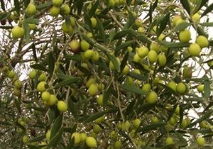 skele de Zeytin Hasad Tarihleri Akland