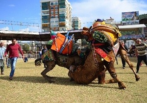 Kumluca da Havut Giydirme ve Daylak Grei