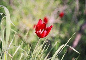 Avtepede  Medo Lalesi Festivali Heyecan