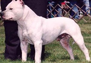 Bursa da Polislere Pitbull Saldrs