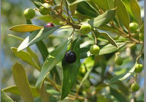 Zeytin reticileri Birlii lk Toplantsn Gerekletirdi