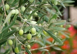 Girne lesinde Zeytin Toplama Tarihi Belirlendi