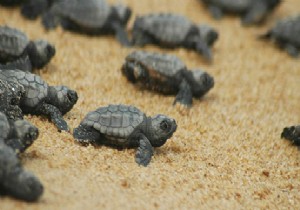 Bilim Adamlar Caretta Carettalar iin Geliyor