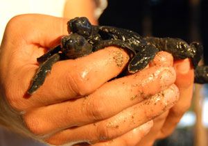 Belek Caretta Yuvalamasnda da Rekor Krd