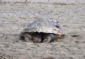 l Caretta Alanya da Sahile Vurdu