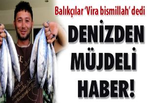 Balk Fiyatlar Decek