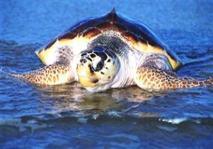 Denize Giren Kadn Caretta Caretta Isrd