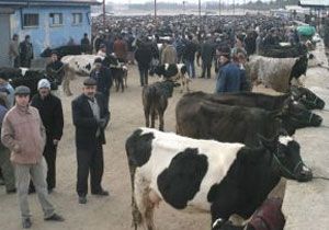 Burdur da AP Hastal Btn Hayvan Pazarlarn Kapatt