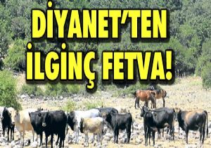 Hamile inek iin fetva verdi 