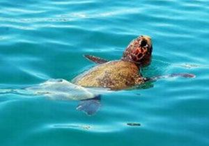 Caretta Caretta Yavrular Denize Ulat