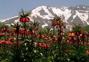 Hollandallar Ters Laleyi alamad
