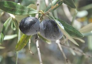 Zeytin retimi 5 Ylda 4 Kat Artt