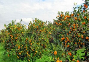 Turungil hracatnda Hedef Mandalina