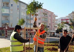 Bykehir, Sokaklar Narenciye Bahesine Dntryor