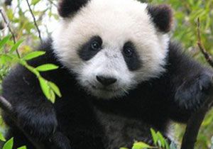 Emanet Panda ld, Ceza Kapda
