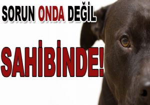 Pitbull deheti nasl zlecek?