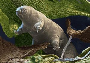 Uzayda da Yaayabilen Tek Canl: Tardigrada	