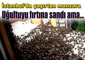 stanbul da artan Olay